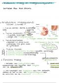 inleiding van Farmacie B101 Thema 1 de maag