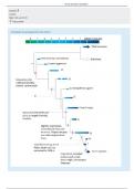 BIOL 1232K Human Evolution Lab Report - Columbus State University