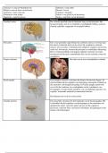 Samenvatting - Neuropsychologie (P_BPEDNEU): Uitleg over heel veel hersengebieden en stoornissen