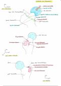 fiche anatomie épiphyse fémur 