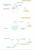 fiche anatomie épiphyses fibula