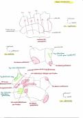 fiche anatomie tarse antérieur