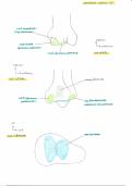 fiche anatomie épiphyse tibia inférieure