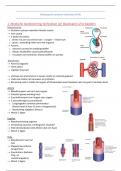 samenvatting bloedvaten gedetailleerd