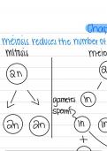 Chapter 10: Meiosis