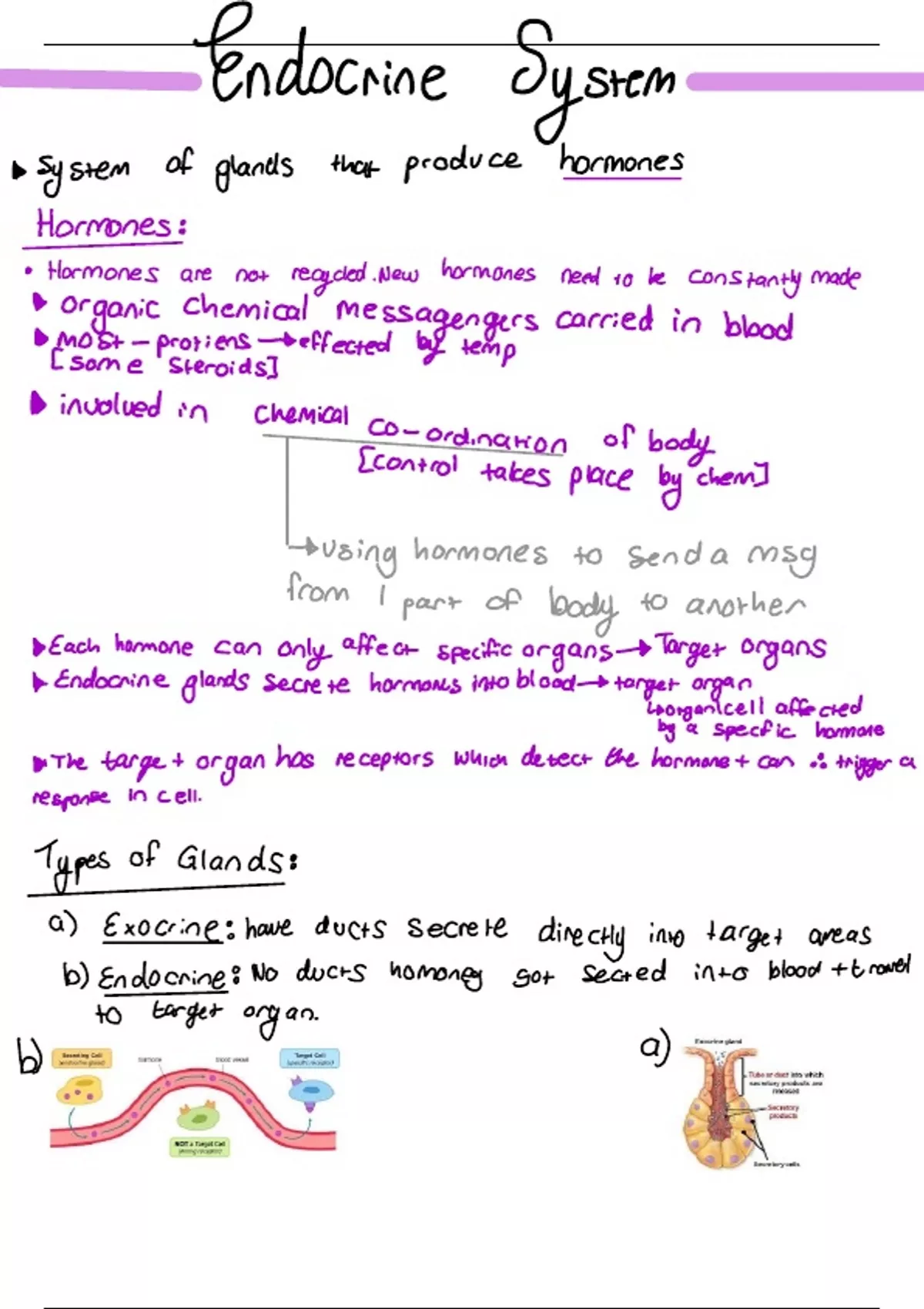 Summary The Endocrine System Life Sciences Biology Stuvia Sa