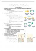 Ap Biology Unit Three: Cellular Energetics