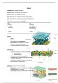 samenvatting biologie: de cel, transport doorheen membraan en enzymen, 5de jaar ASO