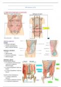 Anatomie van het volledige abdomen (LP11)
