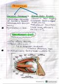 Grade 11 The Eye