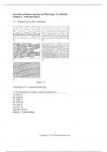 Test Bank for Essentials of Human Anatomy and Physiology Chapter 3 Cells and Tissues