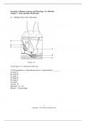 Test Bank for Chapter 4 Skin and Body Membranes Essentials of Human Anatomy and Physiology