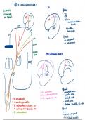 Examenvragen neuroanatomie (prof Van Loon) volledig 