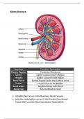 Kidney Structure