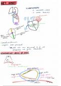 Bloed en bloedsomloop: onderdeel morfologie deel 2/3: HET HART 
