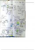 Anatomy of flowering plants 