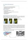 Samenvatting H10: Folding Morphogenesis - Developmental biology