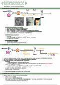 samenvatting - ontwikkeling en voortplanting, embryologie hoofdstuk 1 tem 6