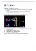 LE2 College aantekeningen Kidney Physiology (NWI-BM079) - Tubule: The Nephron