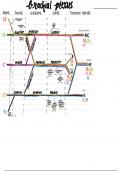 Brachial Plexus Diagram