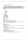 Samenvatting anatomie in VIVO met afbeeldingen, spieren, zenuwen innervatie