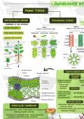 Anatomy of flowering plants