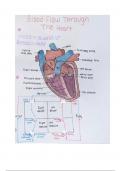 Anatomy of Heart