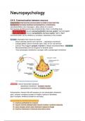 NEUROPSYCHOLOGY: SUMMARY + DRAWINGS H5-H8