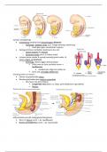 Samenvatting anatomie en fysiologie deel 2