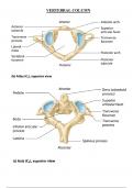 Human Anatomy and Physiology Skeletal Diagrams