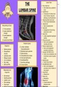 ATC- Lumbar Spine Study Notes