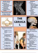 ATC - Cervical Spine Study Notes