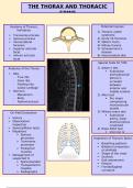 ATC - Thoracic Spine Study Notes