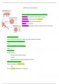 Introduction to Anatomy and Physiology Fall 2023 Test 4: Muscular system Review