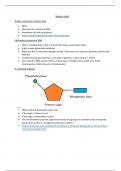 Biology ib nucleic acids