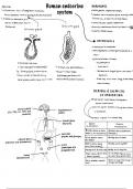 Summary Human endocrine system -  Life Sciences (Biology)