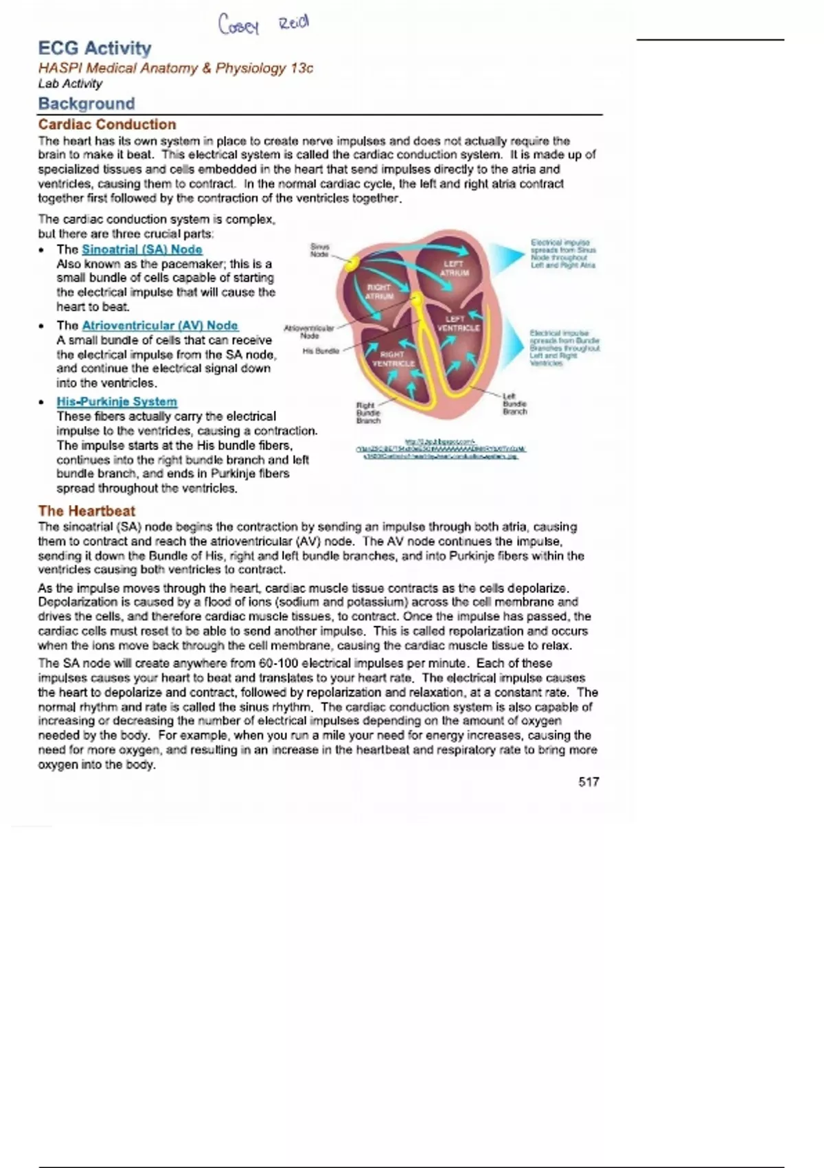 ECG ACTIVITY- HASPI MEDICAL ANATOMY & PHYSIOLOGY SUMMARY - ECG ACTIVITY ...