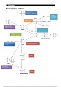 Esquema rutas organicas química IB