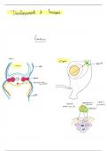 Anatomie de l'appareil locomoteur