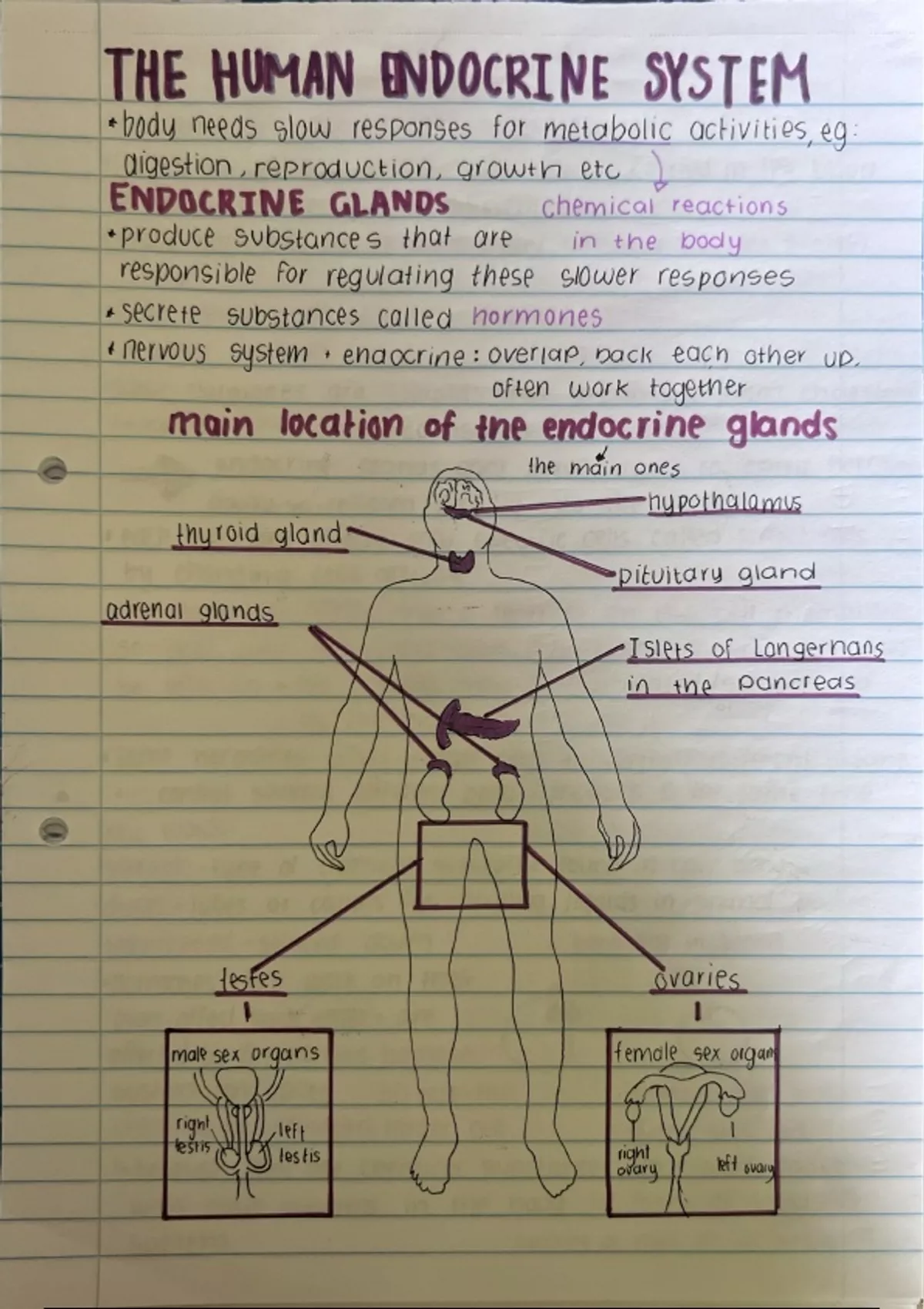 Summary The Human Endocrine System Life Sciences Stuvia SA