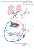 pack système circulatoire