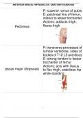 ANTERIOR MEDIAL HIP MUSCLES- ANATOMY EXAM 2024