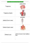 Chest, Back, arm muscles Exam 2023-2024