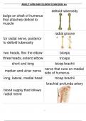 ADULT ARM AND ELBOW EXAM 2024 A+