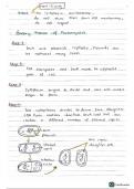 Binary fission, bacteria, cells, prokaryotes, summary notes 