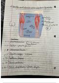 Final Exam (elaborations) KIN-110 (Kinesiology)  Trail Guide to the Body