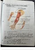 3 Full Study Guide's for Kinesiology and Musculoskeletal Anatomy Exams