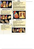 Anatomy of the Heart