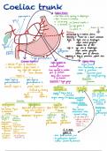 Coeliac trunk surgical anatomy