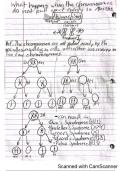 Nondisjunction Notes + Diagram